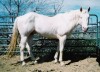 Horse for sale: Docs Pale Gunner