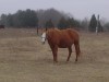 Horse for sale: PARKS PAINTED LADY