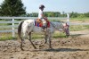 Horse For Sale: Southern Rustler- Photo 1