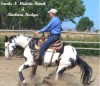 Horse For Sale: 2009 Black Overo Foals by:  Smoke N Midnite Hawk- Photo 1