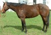 Horse for sale: Kwis Bay Lady