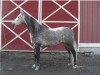 KG Touch of Silver- Photo 3
