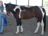Horse For Sale: Sonny Picasso- Photo 1