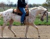 Horse SOLD: Oughta Be Amazing- Photo 1