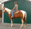 Horse for sale: QT Iowa Redford