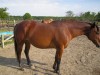 Horse for sale: roxy