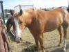 Horse for sale: sham(leos american lady)