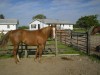 Horse for sale: sham (leos american lady)