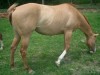 Horse for sale: O Kay Hussey