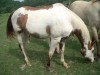 Horse for sale: Sonnys Painted Sass