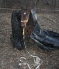 Horse SOLD: Tex- Photo 1