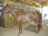 Horse for sale: DOUBLESHOTOFBRANDY