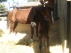 Horse for sale: Juno Bug Moon