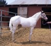 Horse For Sale: Peptoz Tophat N Tails- Photo 1