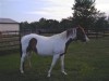 Horse SOLD: Gypsi- Photo 1