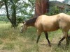 Horse for sale: Dakota