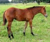 Horse For Sale: 08 Beautiful Filly- Photo 1