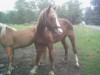 Horse For Sale: Rocky- Photo 1