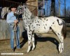 Horse SOLD: RHR SunEagles Domino   - Photo 1