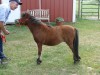 Horse for sale: AMHA 2007 colt Buckeroo