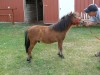 AMHA 2007 colt Buckeroo- Photo 2