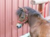 AMHA 2007 colt Buckeroo- Photo 3