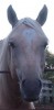 Horse SOLD: Grand Pegasus (Sonny)- Photo 1
