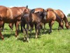 Horse for sale: Four Mares