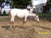 Horse for sale: PSB WHITE FEATHER   