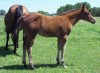 Horse for sale: Roosters Okie Poco