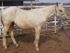 Horse for sale: Cougar Grndson Hollywood Lynx