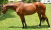 Horse for sale: Rich Details