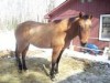Horse for sale: Zipper 