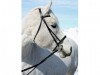 Horse For Sale: DONATELLO- Photo 1