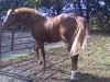 Horse For Sale: Legend- Photo 1