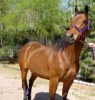 Horse for sale: Bonita