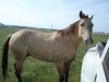 Horse for sale: Frost Em Diamond