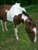 Horse For Sale: amber- Photo 1