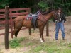 Horse for sale: duke