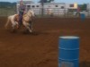 Horse for sale: Lil' Red Lacey Rose (AKA Dixie)