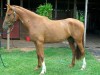 Horse For Sale: Lilly- Photo 1