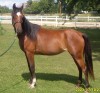 Horse For Sale: ADJ SASSY BRASSY- Photo 1