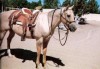 Horse for sale: Razo