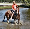 7 Trail Horses- Photo 2