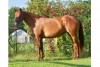 Horse for sale: Sorrel Quarter Horse For Sale 