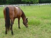 Horse For Sale: Niles- Photo 1