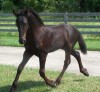 Horse for sale: FLASHY 2009 FRIESIAN COLT OUT OF FULL-PAPER STAR