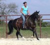 Horse for sale: Lacy Zantanon (Lacy)