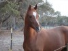 Horse SOLD: Belesema Moon Sonnet- Photo 1
