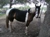 Horse For Sale: Gracie- Photo 1